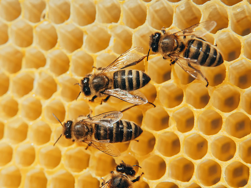 Bees on Honeycomb
