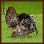 Happy Thanksgiving! Turkey Shoes and Small Business