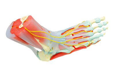 Human Foot Muscles Anatomy Model for study medicine.
