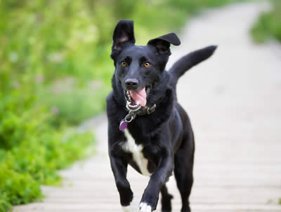 Running Dog memory-dog
