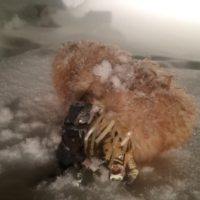 “I thought they smelled bad on the outside”