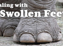 Dealing with Swelling Feet as You Get Older? Learn the Causes and Natural Treatments