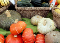 Favorite Fall Recipes of the Softstar Elves