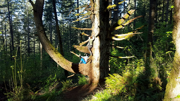 katy-bowman-class-tree-climbing