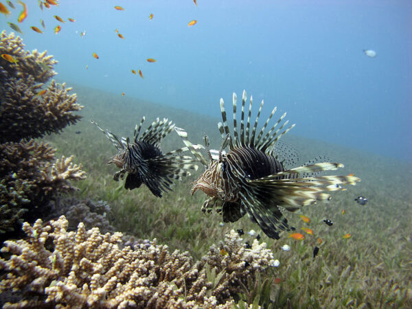 Invasive Lionfish, a species used for regenerative clothing