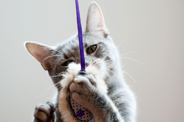 Cats love our Playful Pancakes cat toys!